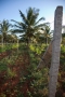 vines-coconut-trees-and-granite.jpg